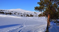 Tøråsen skåkleiva_1024x562