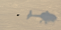jerv og helikopterskygge LG_590px