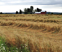 Kornåker