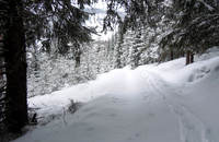 Det lysnet i skogen ...Foto: OleT