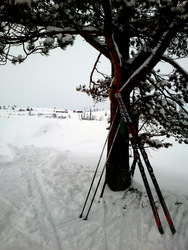 Skåkleiva