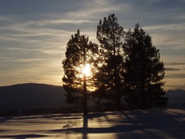 Grytafeltet Blånebba