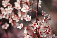 maiblomst_550x367