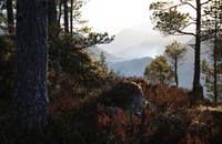 Er det nokon gong vakrare i skogen? Tørr, lun skogsbotn og dis over Hamnesfjorden og Åsskardfjorden i det fjerne. - Norunn Holten - - Er det nokon gong vakrare i skogen? Tørr, lun skogsbotn og dis over Hamnesfjorden og Åsskardfjorden i det fjerne.