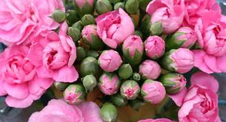 Blomster 3
