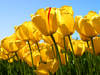 Tulipaner David Nadalin Tulipaner