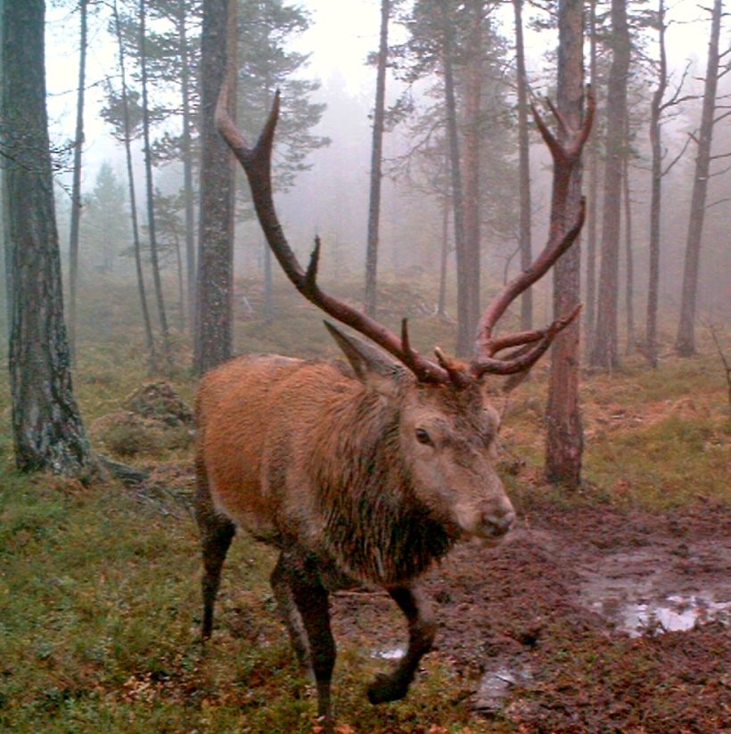 Hjortebukk Hjortebukk