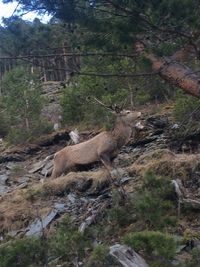 Hjortebukk Hjortebukk