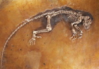 Ida,fossil,The Natural History Museum,oslo,Norway
