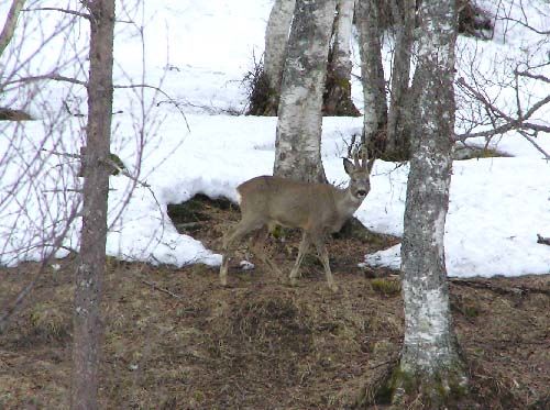 rådyrbukk