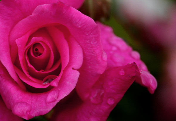 T__rerose