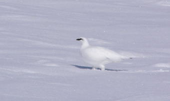 Fjellrypestegg