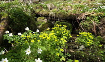 vårblomster