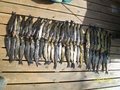 Den store fiskefangsten til Jonatan og Levi. Foto: Levi Dyrnes