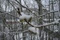 Så vart det ikkje vår akkurat no likevel... (Klikk på bilde for større versjon) Foto: Bjørn Tore