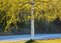 Vårgrøn bjørk. Foto: H.E.Folden
