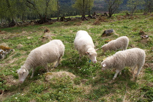 Sauer på beite 6_500x335