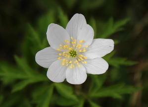 Kvitsømmer_300x216