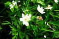 Anemone nemorosa. Foto: Tonje
