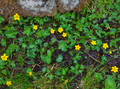 Bekkeblomen blomstrer i Brønstadøyan. Foto: H.E.Folden