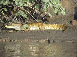 Alligator ved bredden av elva Madre de Dios i Amazonasjungelen