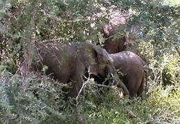Elefanter i Krügerparken.