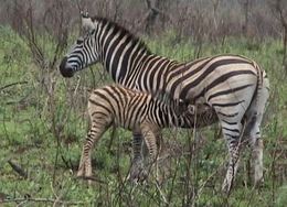 Sebraføll dier morene i Krugerparken.