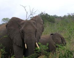 Elefanter i Krugerparken.