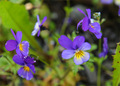 Viola tricolor. Foto: Tonje