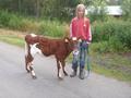 Ingeborg Løfaldli Rindalsholt med kalven Tora. Foto: Arnfinn Løfaldli