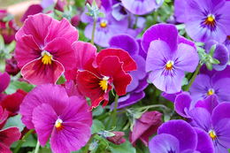 eli moen blomster1