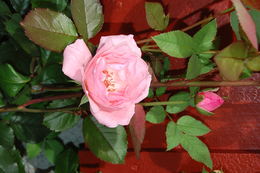 eli moen blomster 2