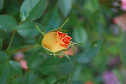 eli moen blomster 3