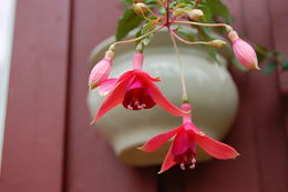eli moen blomster 4