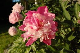 eli moen blomster 6