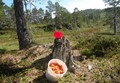 Det er tid til å leve - her fra Langlimarka i Rindal. Foto: Willy