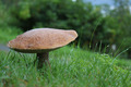 Et av høstens tegn? Foto: Tonje