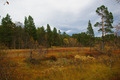 Framom Tørsåsen i kveldinga. Foto: Gunnar Bureid.