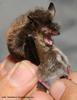 skogflaggermus