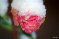 Isrose. Foto: OleT