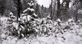 Mye snø i oktober og tung å bære ved Tørsåsen. Klikk for større bilde. Foto: Willy