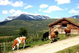 Ungdyr og Gjevilvasskamman