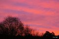 Morgenstunn har gull i munn! Klikk for større bilde - foto: OleT