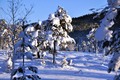 Mye snø og kaldt - det er skiføre på skistadion ved Tjønna. Foto: Willy