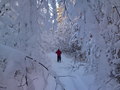 Snøtunge tre - vebju! Foto: OleT