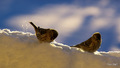 Snøbad eller matauk? Foto: OleT