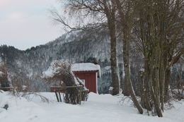 Ørn i Aune