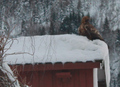 Ørnelanding i Auninj tredje juledag. Foto: Jørgen Løseth