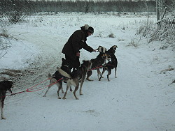 Husky,huskies,dogs,Rovaniemi,Finland,Soumi