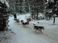 Huskies,dogs,Rovaniemi,Finland,Soumi,Santa Claus